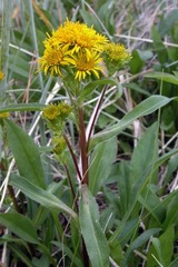 Solidago compacta