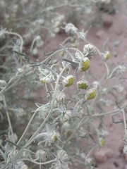 Artemisia jacutica