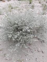 Artemisia jacutica