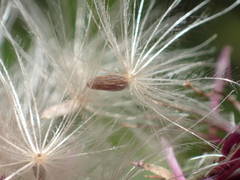 Cirsium monspessulanum