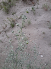 Artemisia jacutica