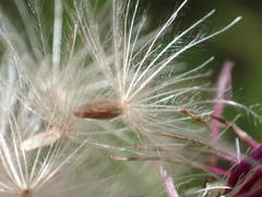 Cirsium monspessulanum