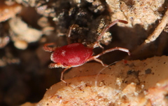 Erythraeoidea