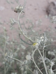 Artemisia jacutica