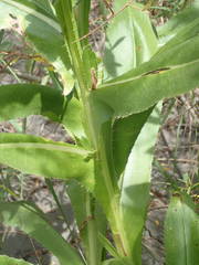 Cirsium monspessulanum