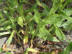 Cirsium monspessulanum