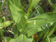 Cirsium monspessulanum