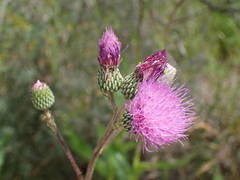 Cirsium monspessulanum