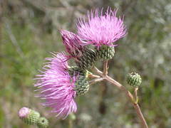 Cirsium monspessulanum