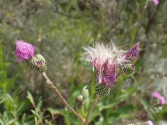 Cirsium monspessulanum