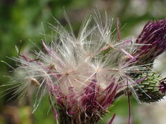 Cirsium monspessulanum