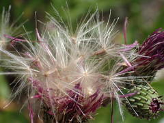 Cirsium monspessulanum