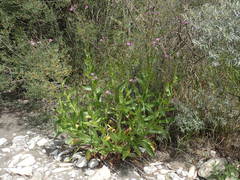 Cirsium monspessulanum