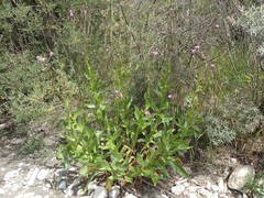 Cirsium monspessulanum