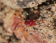 Erythraeoidea
