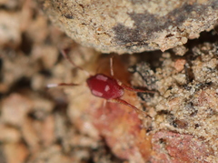 Erythraeoidea