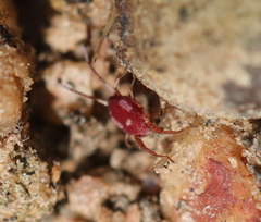Erythraeoidea