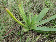 Aloe ecklonis