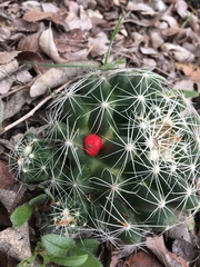 Escobaria missouriensis