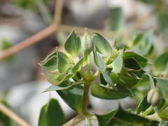 Euphorbia falcata