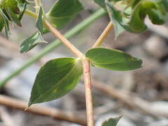 Euphorbia falcata