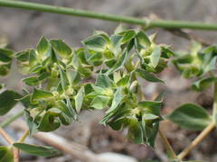 Euphorbia falcata
