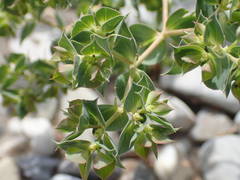 Euphorbia falcata