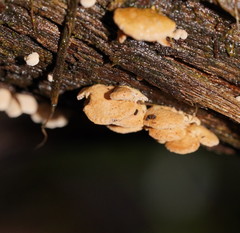 Panellus luxfilamentus
