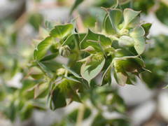 Euphorbia falcata