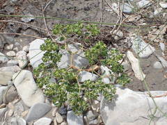 Euphorbia falcata