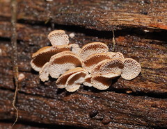 Panellus luxfilamentus