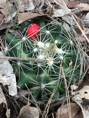 Escobaria missouriensis