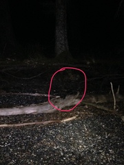 Aegolius acadicus brooksi