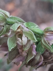 Epipactis helleborine orbicularis