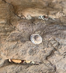 Bembicium vittatum