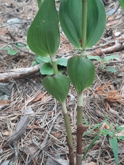 Epipactis helleborine orbicularis