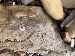 Bembicium vittatum