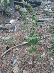 Epipactis helleborine orbicularis