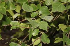 Betula pendula