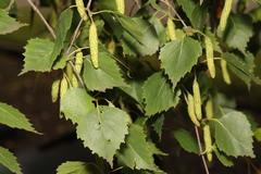 Betula pendula
