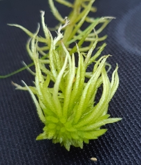 Sphagnum riparium