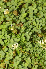 Trifolium repens