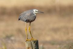 Egretta novaehollandiae