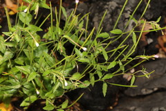 Epilobium montanum