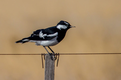 Grallina cyanoleuca