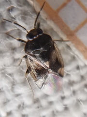 Isometopus mirificus