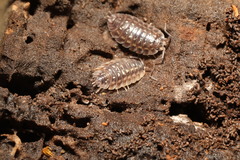 Oniscus asellus