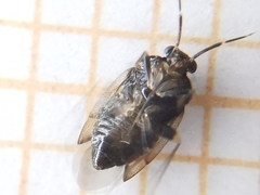 Isometopus mirificus