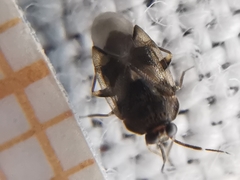 Isometopus mirificus