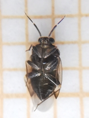 Isometopus mirificus